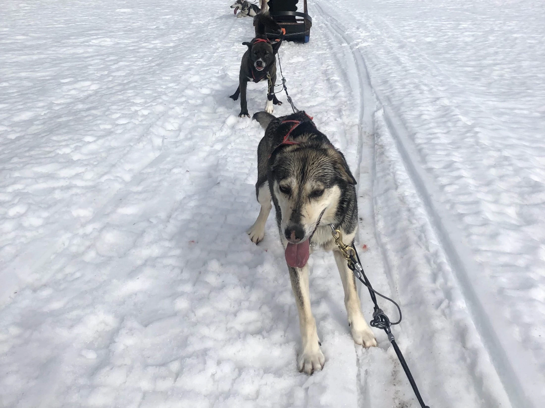 Stage lopen in Finland
